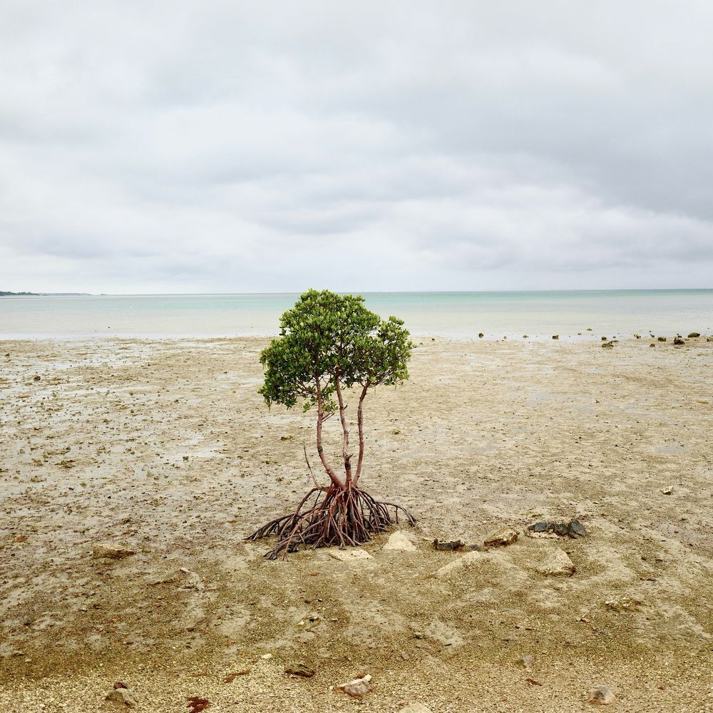 Mangrove by photographer Kazua ota in Ishigaki, Okinawa, Japan in May 2022 via Unsplash