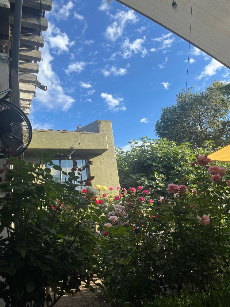 a picture of roses below a blue sky 