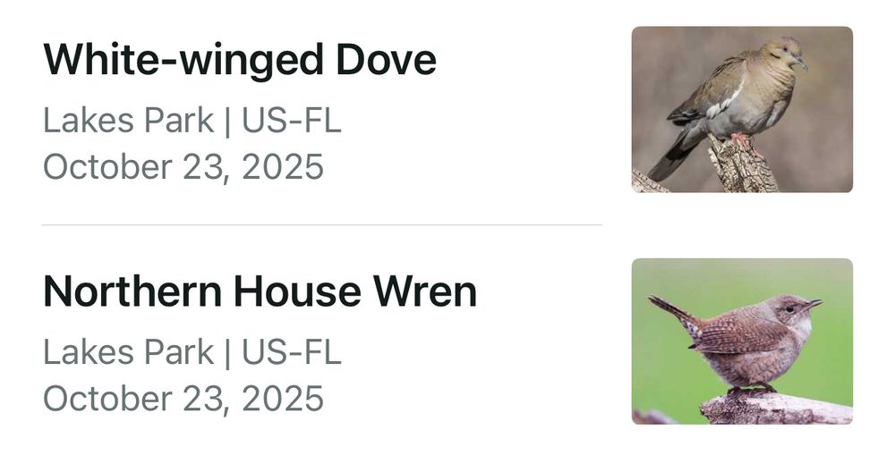 screenshot from my life list on Merlin showing i spotted a White-winged Dove and a Northern House Wren today
