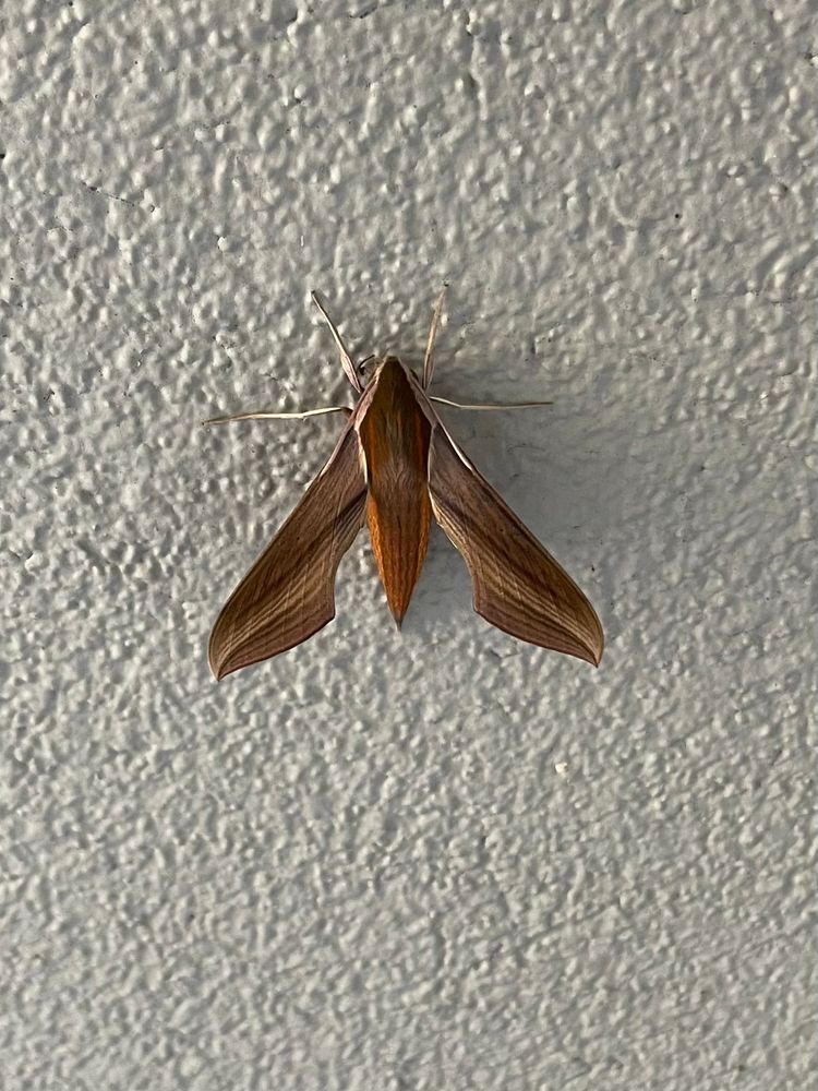 a brown sphinx moth on a grey wall