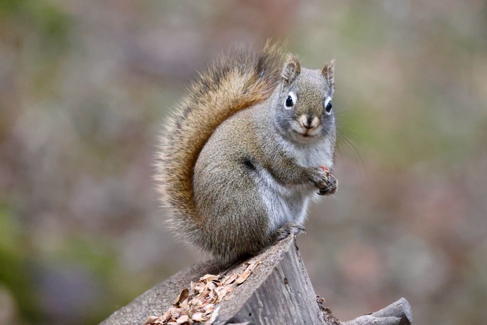 A Red Squirrel, a small rodent with a brown back, a grey underside and a fluffy tail sits on stump amidst disassembled conifer tree cones looking towards the camera.