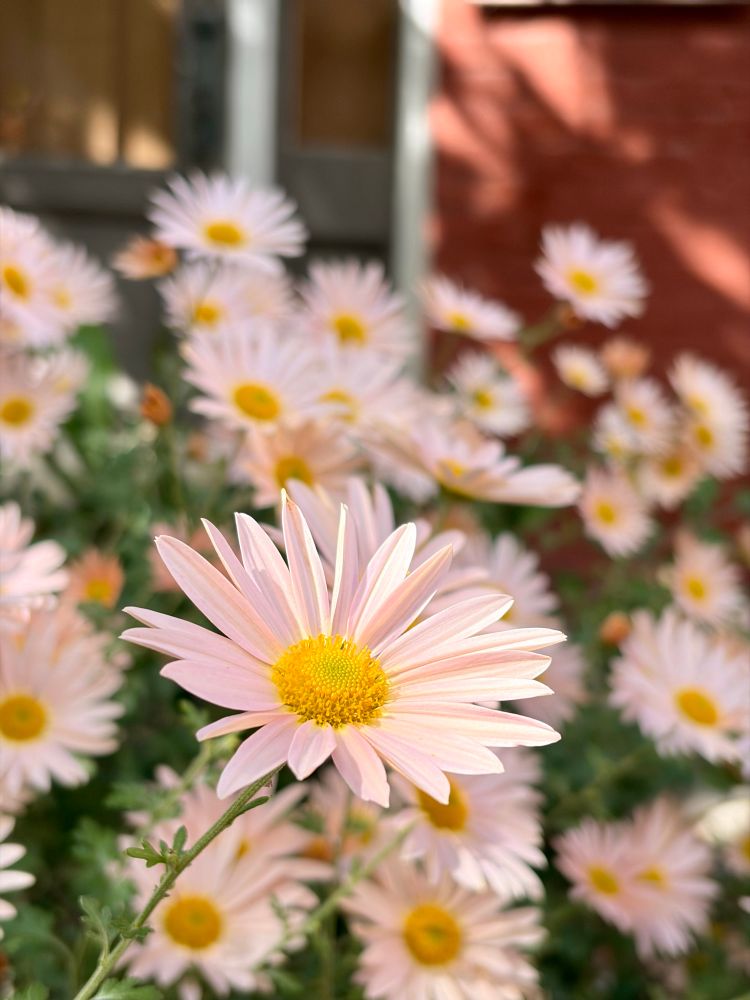 Flowers on a patio near a train station in my town.