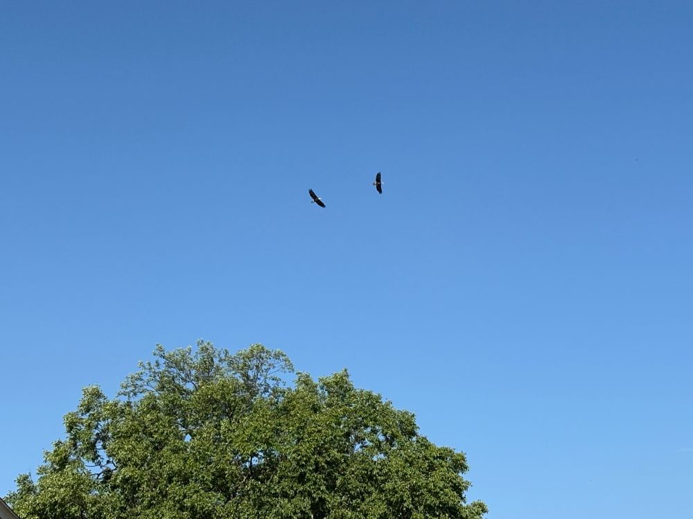 2 bald eagles flying around a tree