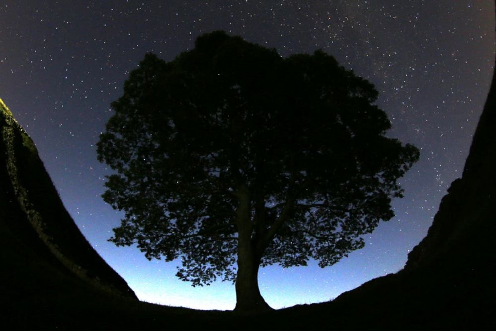 49 saplings from famous UK tree that was illegally chopped down will be shared to mark anniversary