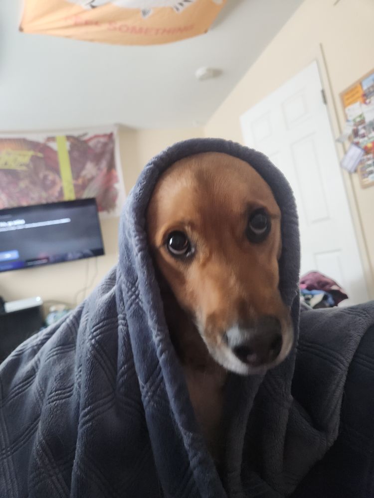 dipper the dog with a blanket over him