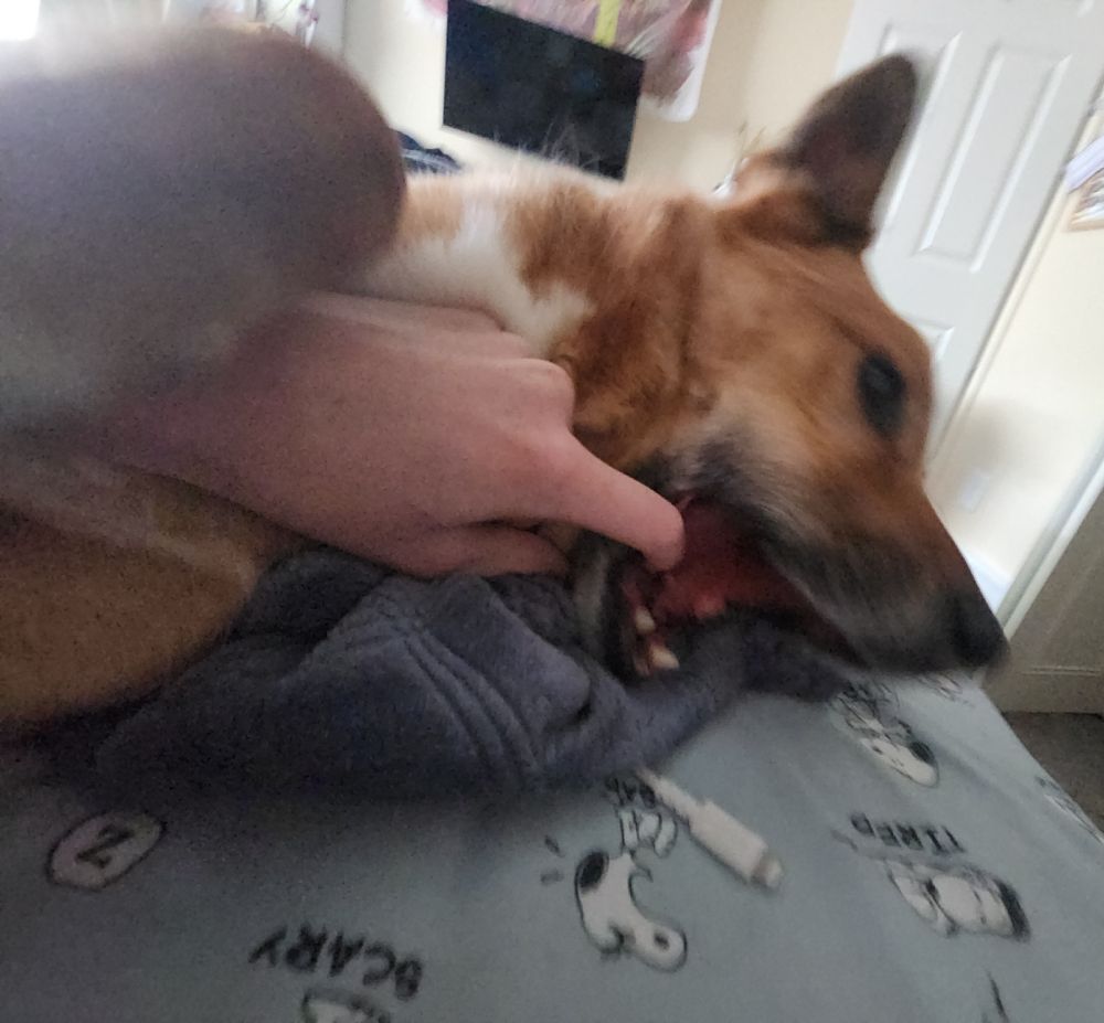 dipper the dog with my finger in his mouth