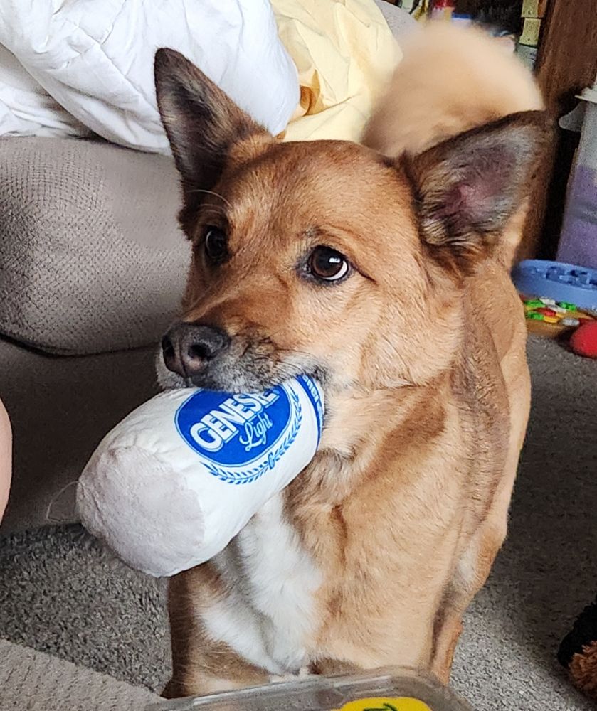dipper the dog holding a toy beer can in his mouth