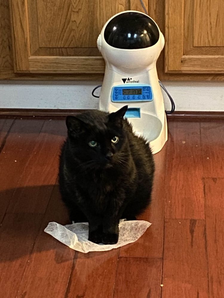 sampson sitting on a dryer sheet, automatic feeder behind him