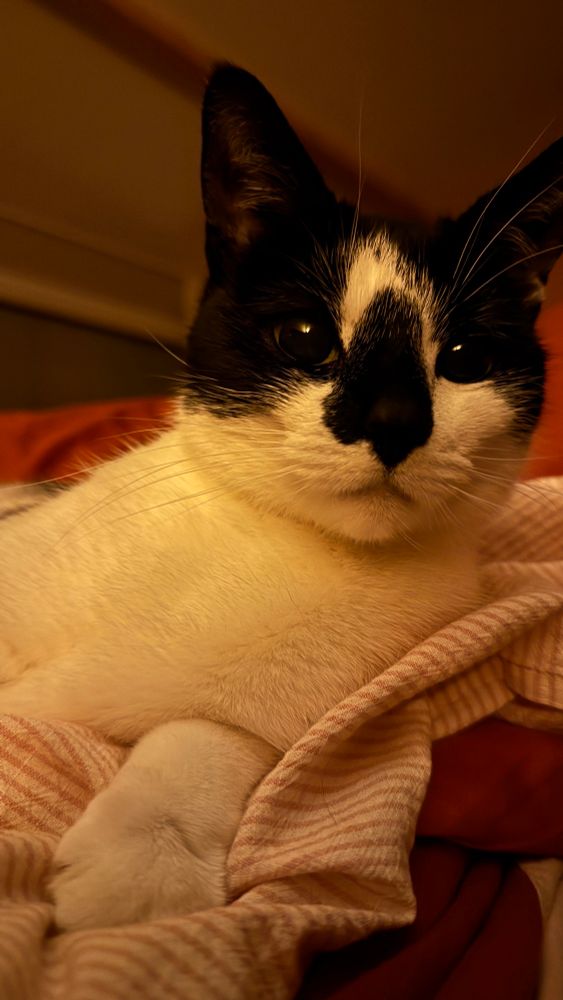 A photo of a tuxedo cat with a black snoot