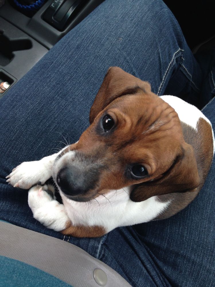 A picture of a 1 month old dachshund puppy, dapple in color, looking directly into the camera. He’s adorable I promise.