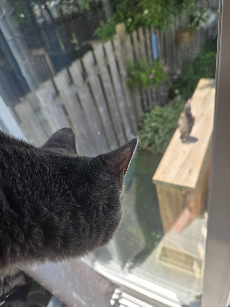 Now the apex feline predator is hungry...