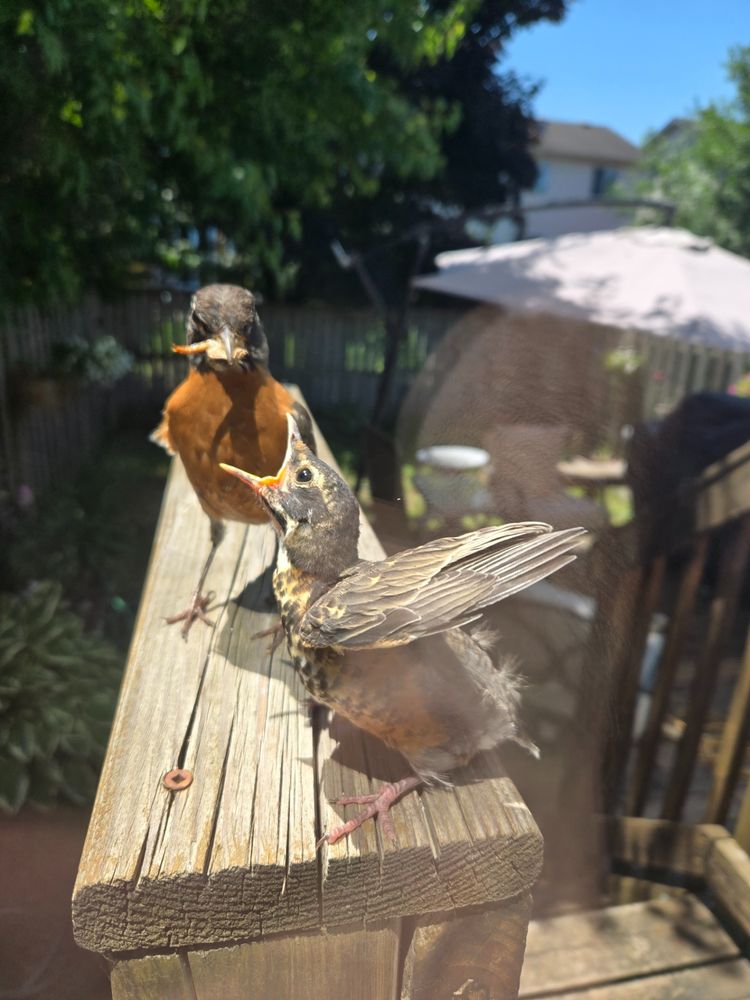 Mama robin arrives with a tasty bug.