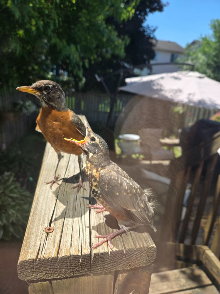 Dinner time. Fledgling robin is fed.