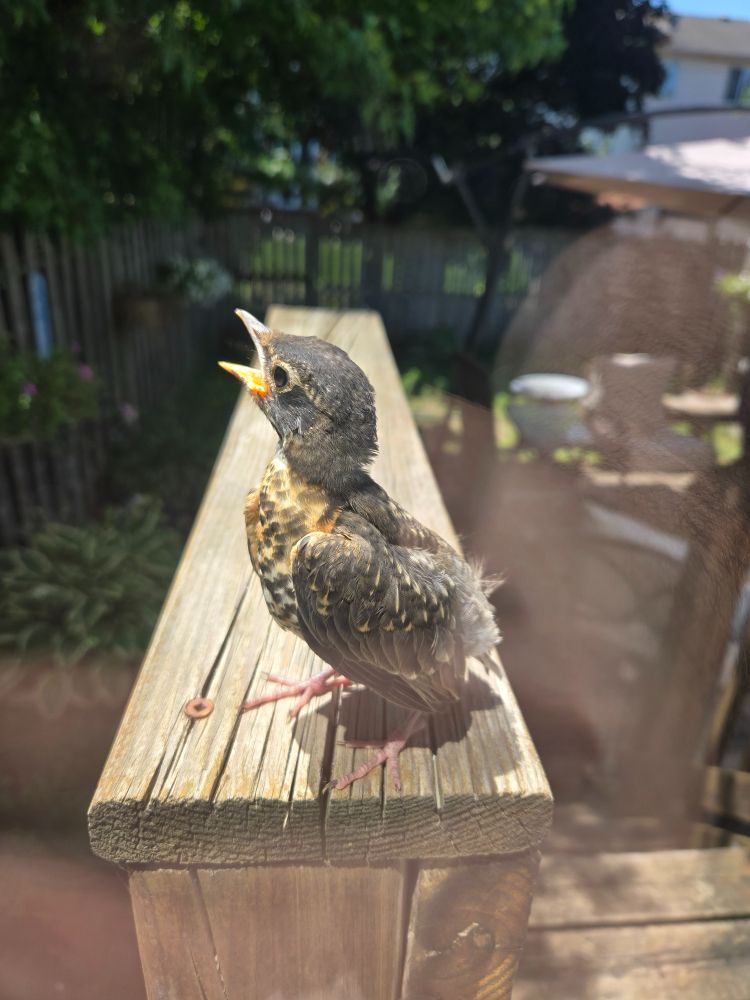 Fledgling robin on a railing.