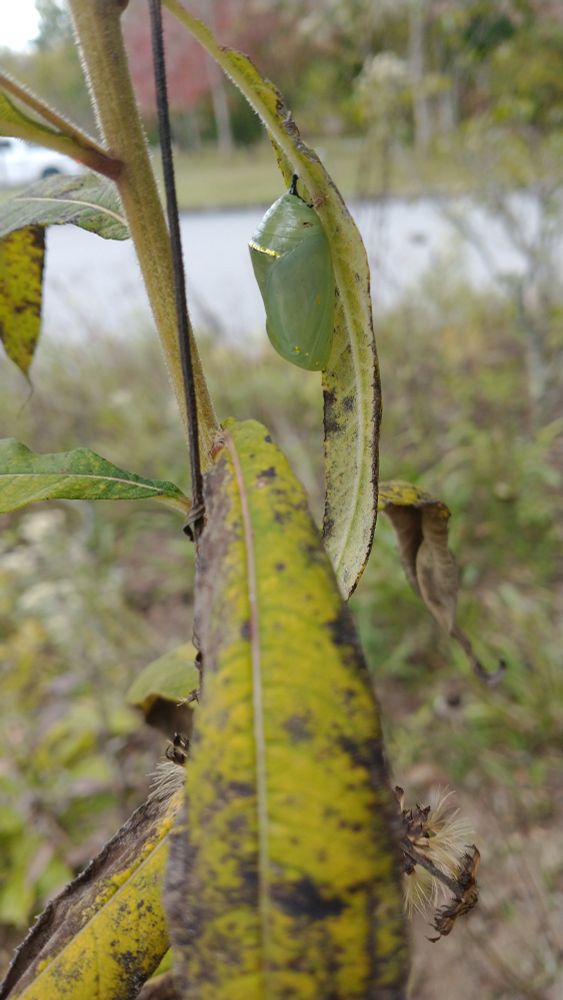 Mostly green, slightly transparent chrysalis of a monarch butterfly, suspended on the underside of a yellowing leaf. It's close to emerging, maybe only a few days away.