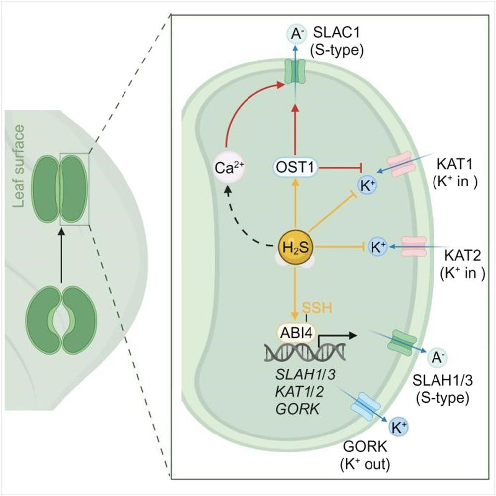 Diagram of a closed stomatal guard with an inset enlargement to illustrate the mechanism by which cell hydrogen sulfide (H2S) modulates guard cell function by inhibiting inward-rectifying potassium channels through protein persulfidation.