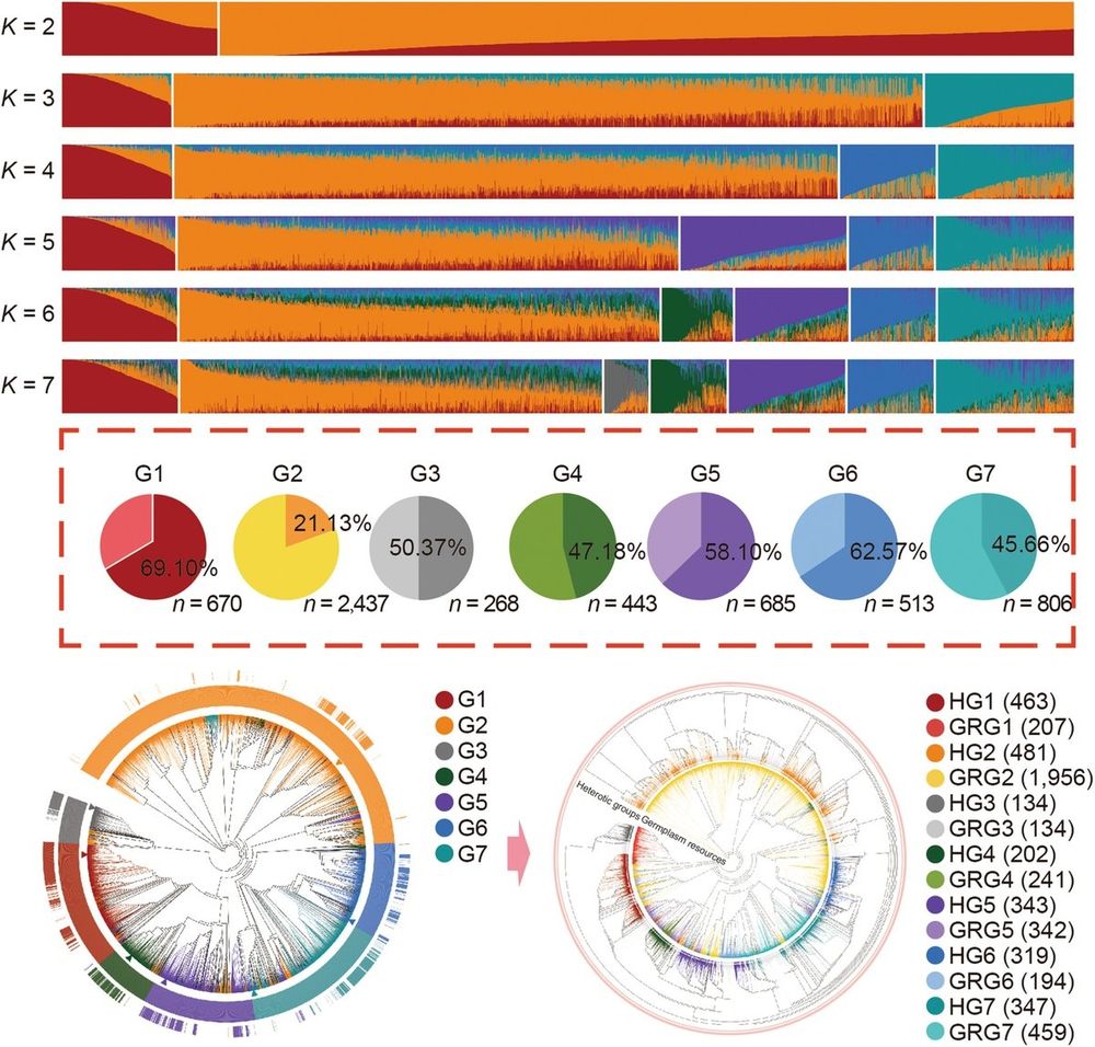 Diagrams representing the seven core heterotic groups differentiated in maize germplasm from China, showing regionality and uniqueness at the genomic level. 