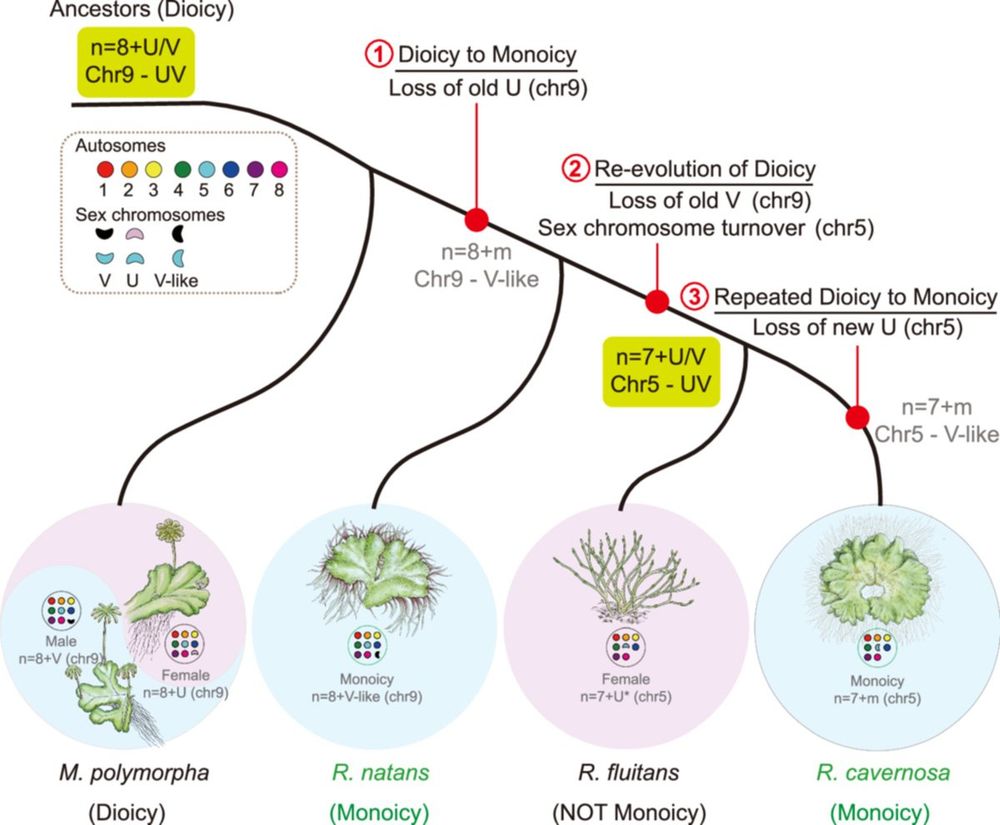 Dioicy–monoicy transitions in the ancient liverwort haploid-dominant plant lineage.