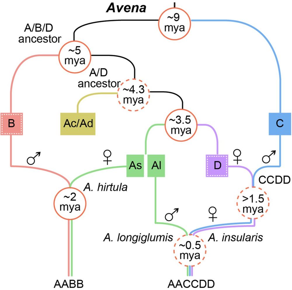 Phylogenetic relationships elucidating the origin and evolution of the B subgenome in Avena.
