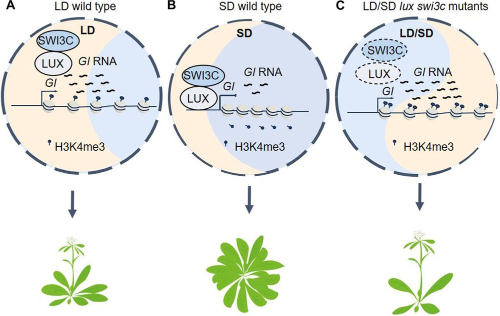 Proposed model for the LUX and SWI3C regulation of photoperiod sensitivity in LD WT, SD WT, and LD/SD lux swi3c mutant plants.