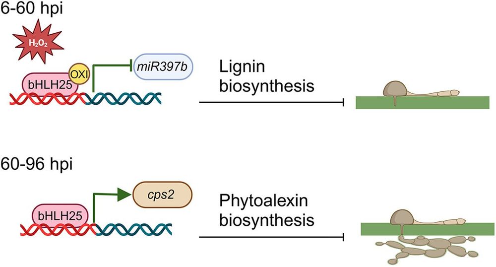 This diagram represents a model for basic helix-loop-helix 25 (bHLH25) sensing H2O2 and conferring disease resistance, illustrating the dual roles of TF bHLH25: Oxidized, it boosts lignin production to strengthen cell walls against pathogens; non-oxidized, it activates phytoalexins to inhibit pathogen growth. 