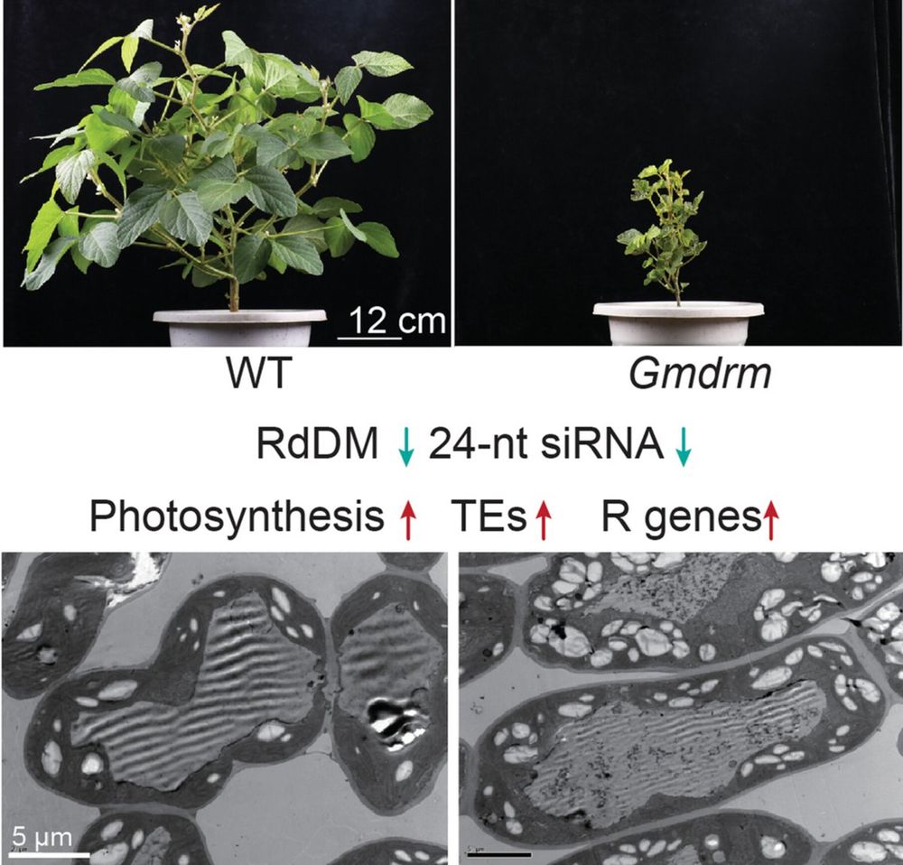 Morphological images and chloroplast cross-section TEMs of WT and Gmdrm mutant soybean plants.