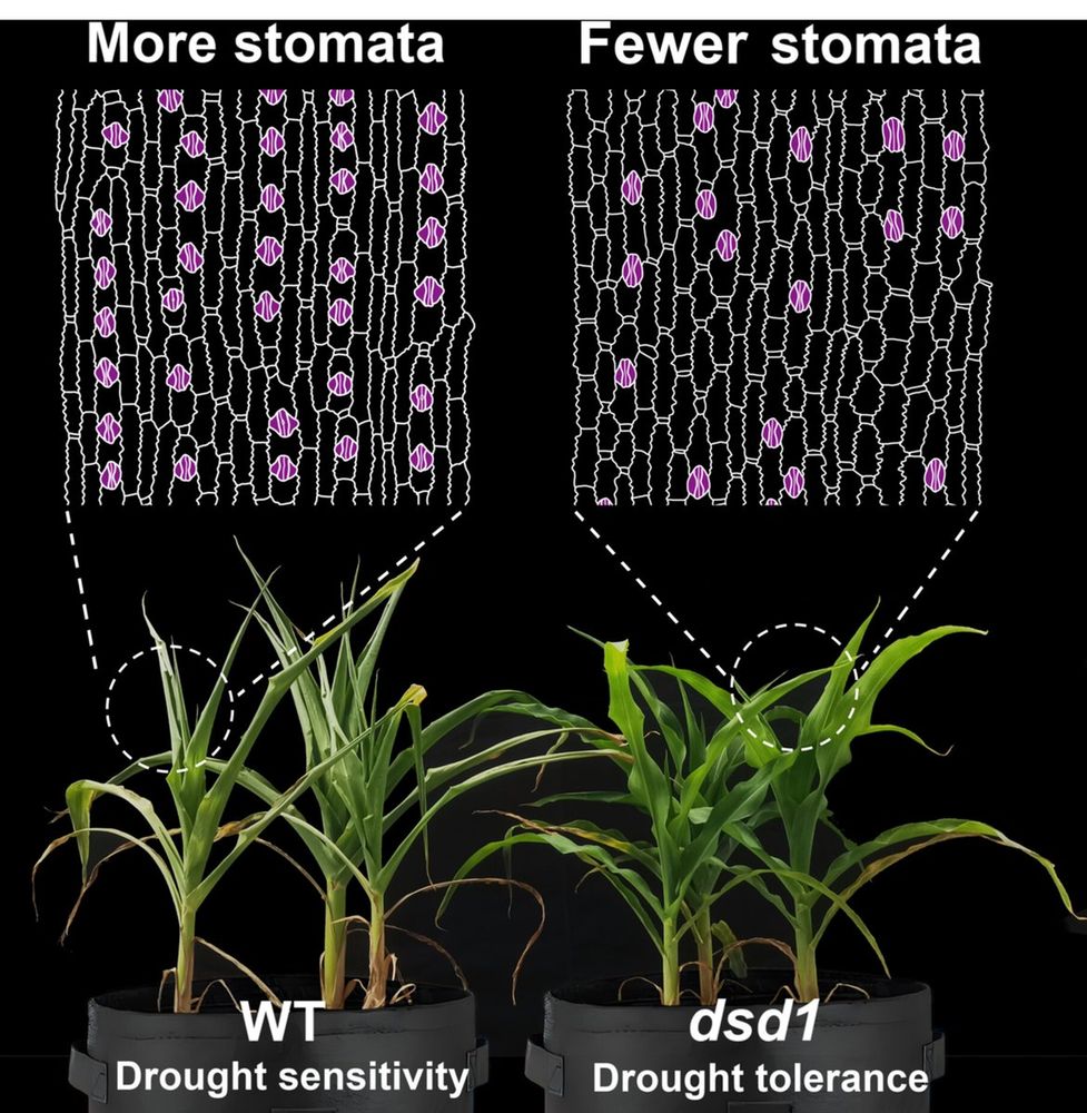 Photograph of WT (drought sensitive) and dsd1 mutant (drought tolerant) maize plants, and diagrams of their corresponding epidermal surfaces, showing more stomata and fewer stomata, respectively.