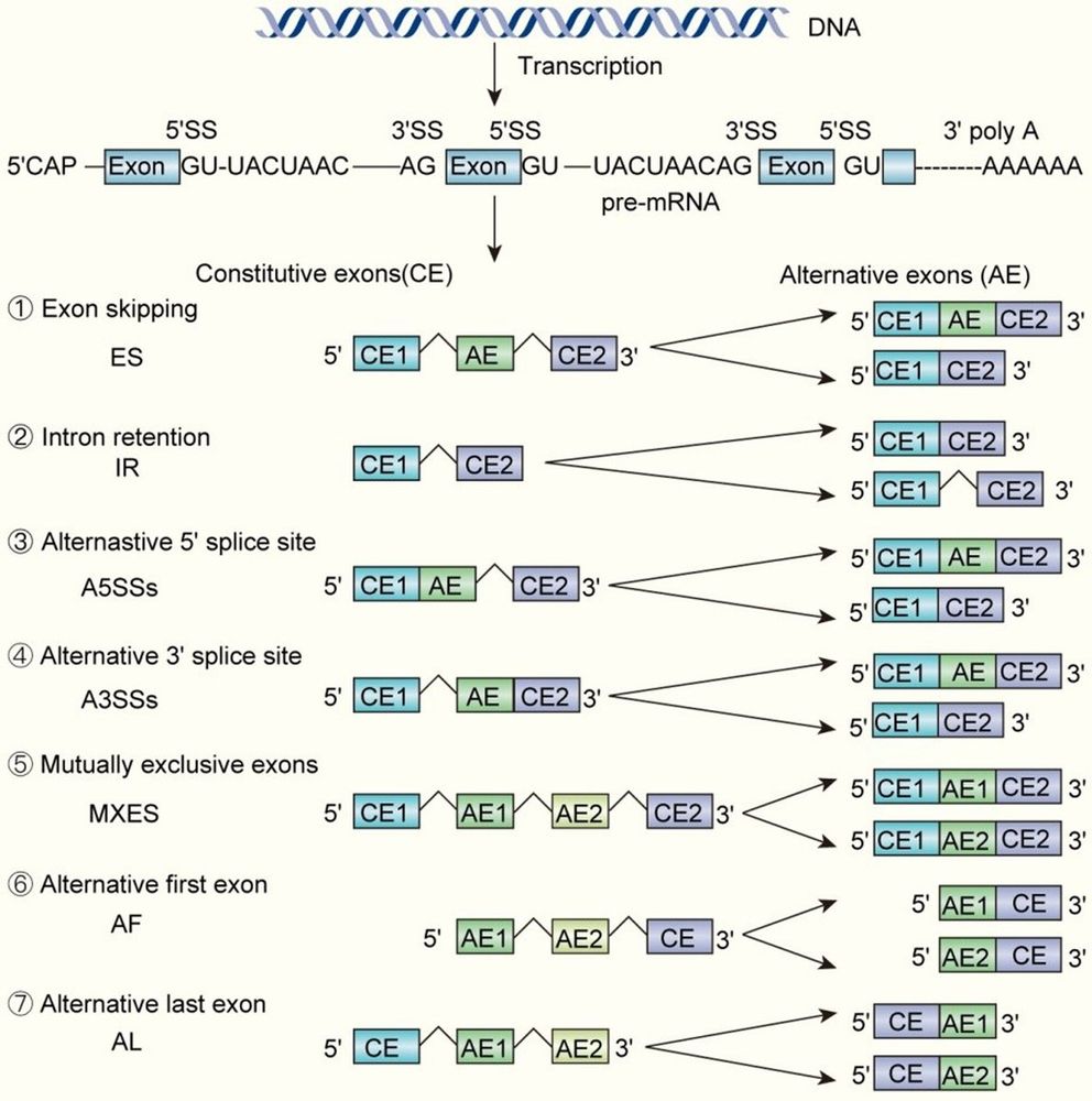 Examples of distinct splice isoforms generated by exon skipping (ES), intron retention (IR) and other mechanisms, enabling plants to adapt to a range of biotic stresses, including those posed by bacteria, fungi and viruses. 