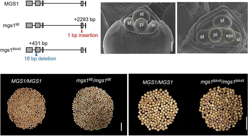Panel of figures, (1) BSA-seq and positional cloning of MGS1, SEM images of spikelets at different stages, and (3) Grain number per panicle among MGS1, mgs19E or mgs1BA45 genotypes. 