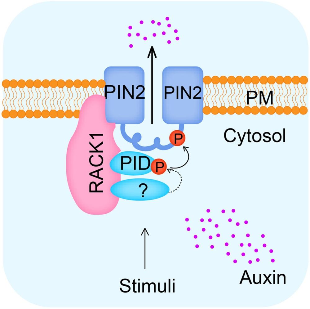 Diagram representing a cross-section through the plasma membrane and cytosol to illustrate how the scaffolding protein RACK1 is involved in polar auxin transport and signaling, binding to PINOID and PIN-FORMED2, enhancing their interaction and phosphorylation-dependent auxin efflux. Knocking down RACK1 genes impairs auxin-related processes such as root growth and gravitropic response.