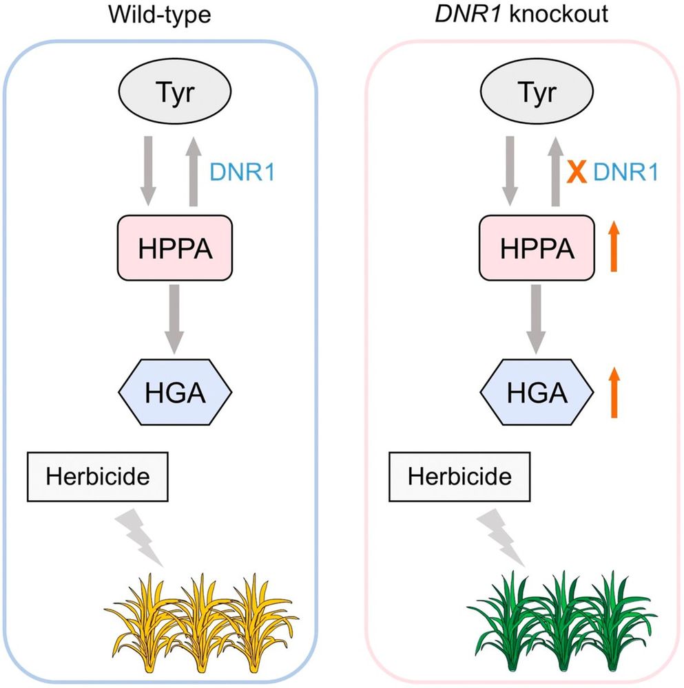 This diagram compares the impact of herbicide treatment on WT and DNR1 knockout rice plants, and shows that knocking out OsDNR1 leads to hydroxyphenylpyruvic acid accumulation, increasing homogentisic acid levels and conferring herbicide resistance.