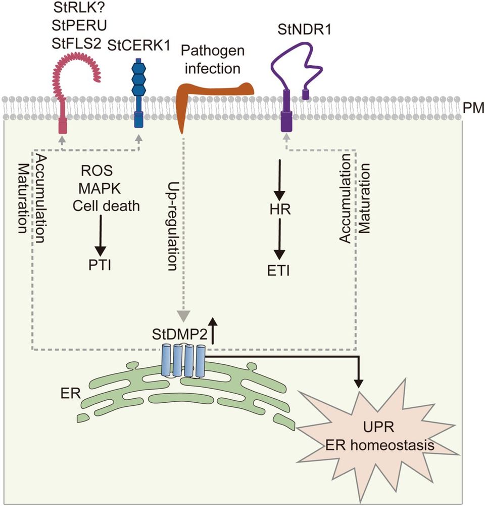 Diagram of the cross-section of a portion of a potato cell, illustrating how the endoplasmic reticulum-localized membrane protein StDMP2 positively regulates resistance to Phytophthora by modulating the endoplasmic reticulum quality control-mediated accumulation of specific pattern recognition receptors and NON-RACE SPECIFIC DISEASE RESISTANCE 1.