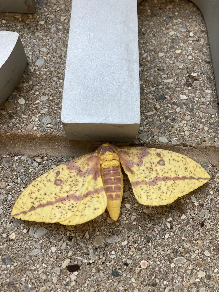 An imperial moth