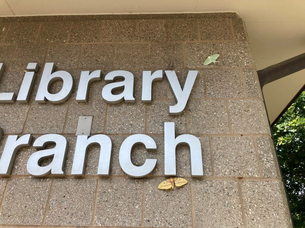 Two amazing moths hang on the wall near the Malletts creek library sign
