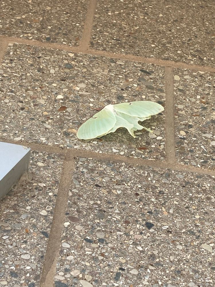 A Luna moth 