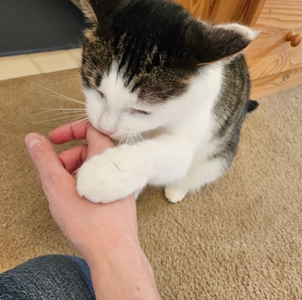 A white and brown tabby cat biting a human's hand. The cat has a cute, doll-like little face. 