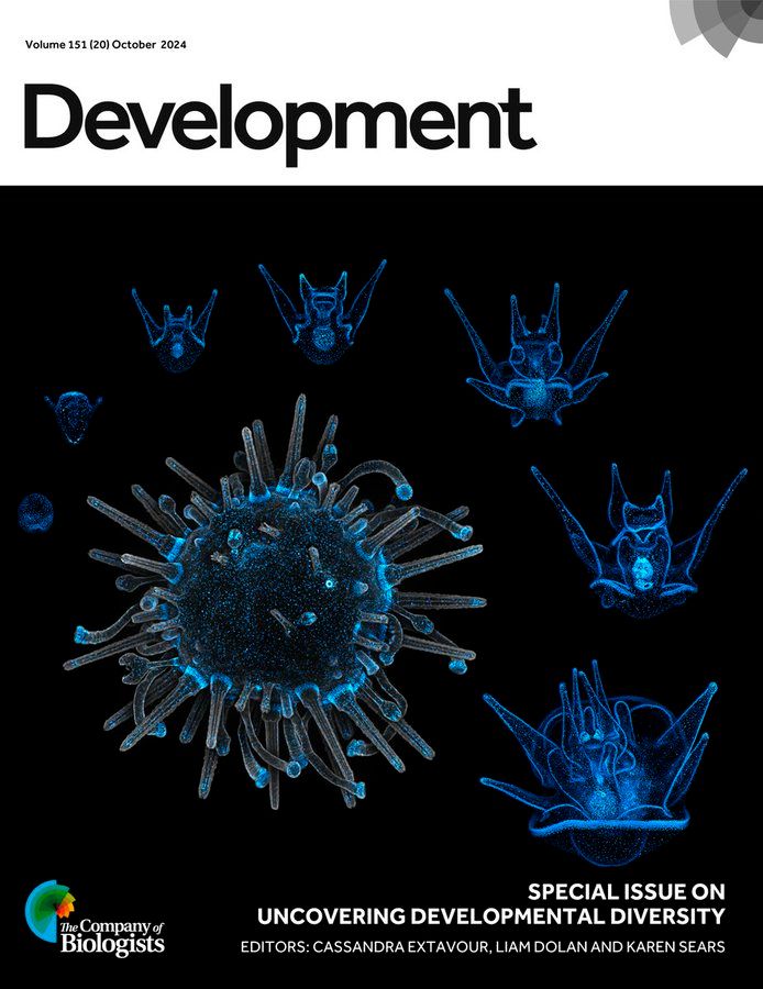 Cover: Development of transgenic Lytechinus pictus, the first transgenic echinoderm lines, expressing cyan fluorescent protein fused to a nuclear marker (histone 2B) driven by a polyubiquitin promoter. Developmental stages expressing the transgene are depicted from blastula (12 h post-fertilisation) through the larval stages, to the competent larva (22 days post-fertilisation), and finally to the juvenile stage at center. The juvenile has an additional membrane stain (grey) for contrast. See Research article by Jackson et al. (dev202991). Image credit: Svenja Kling, Yoon Lee and Elliot Jackson; Hamdoun Laboratory.