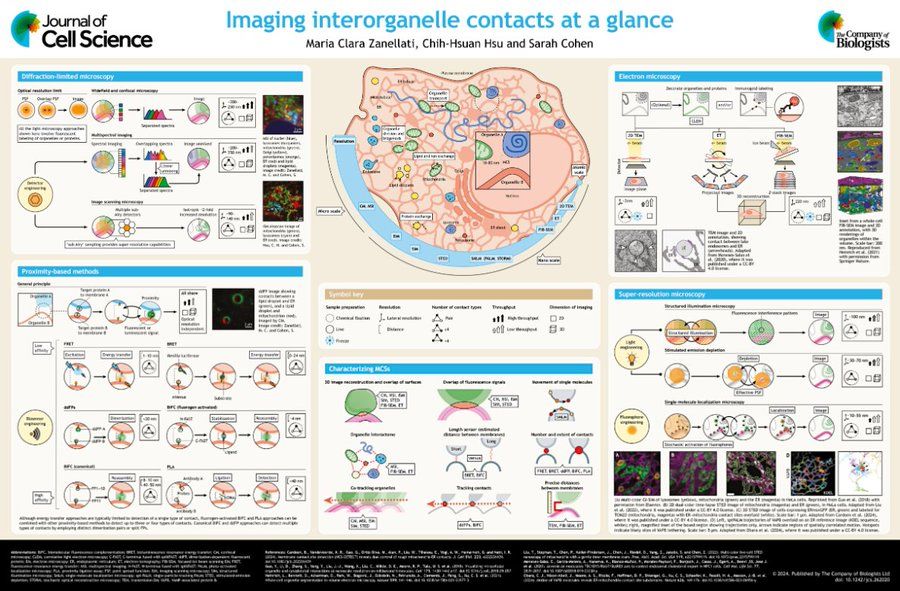 Imaging interorganelle contacts at a glance poster
Maria Clara Zanellati, Chih-Hsuan Hsu and Sarah Cohen