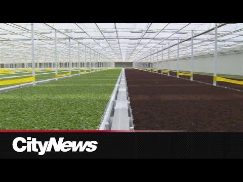 Canada's first fully automated greenhouse