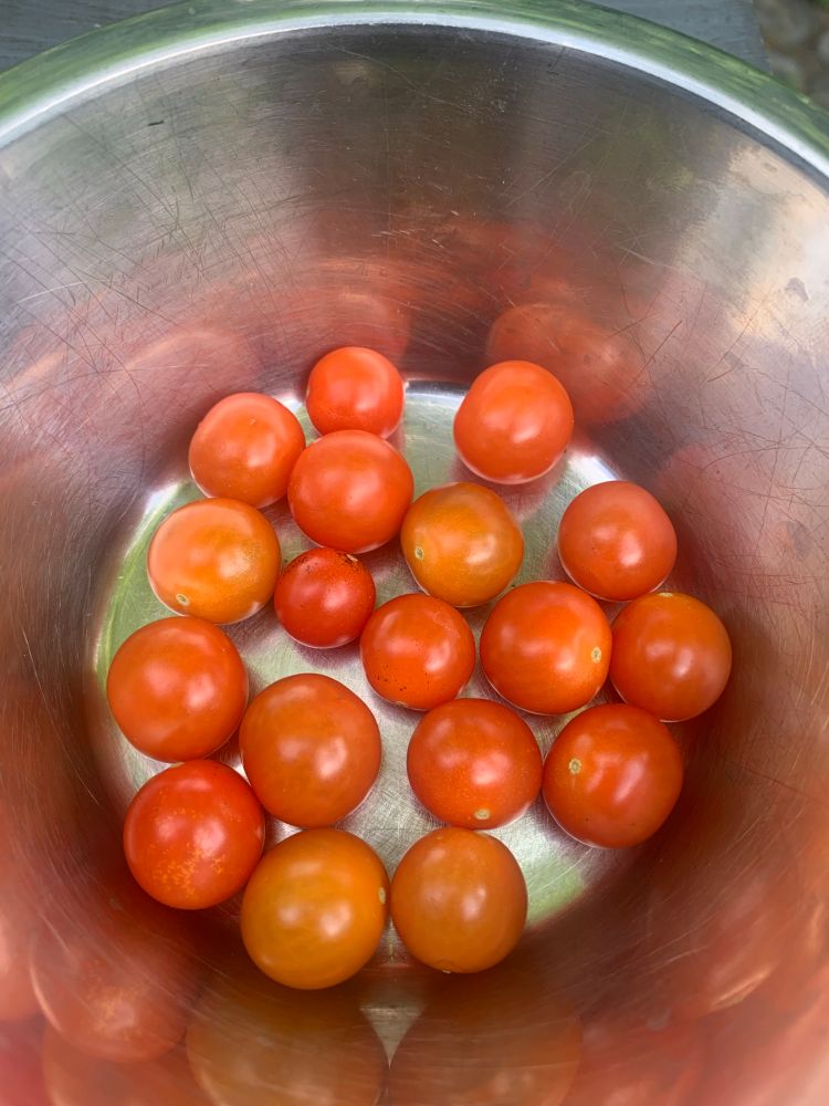 Skål med nyskördade tomater. 