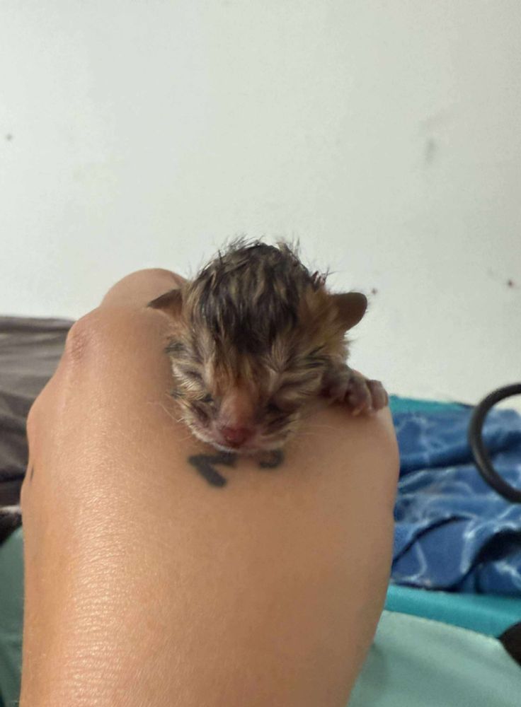 Bengal kattunge