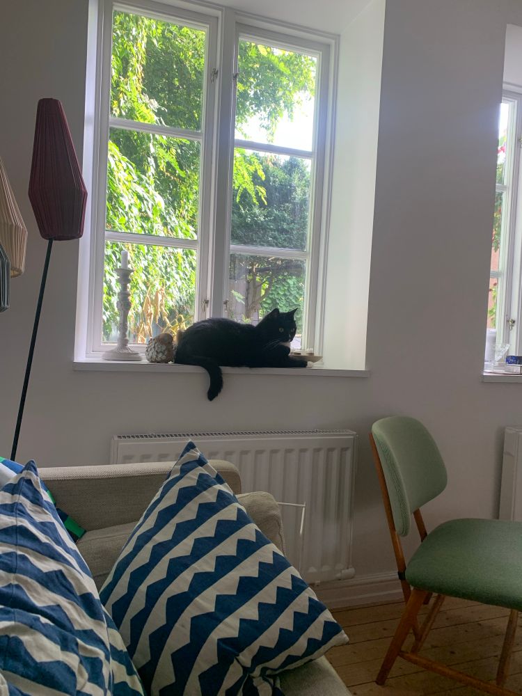 Svartvit tjock katt i fönstret. 