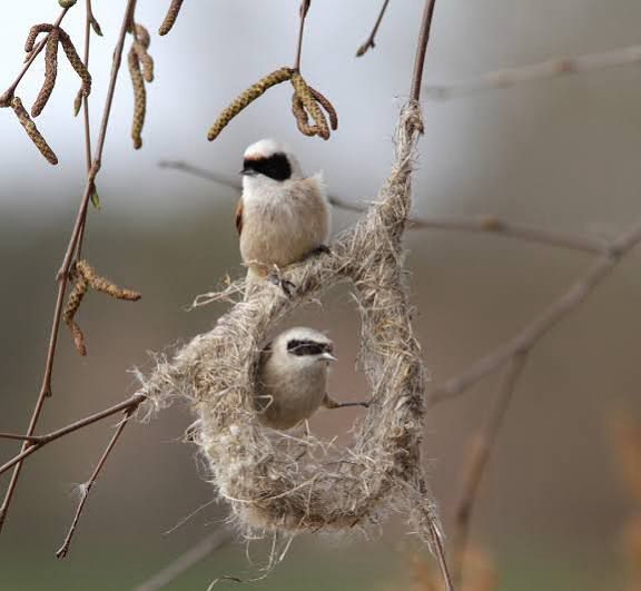 Pungmes-familj i sitt pungliknande bo. 