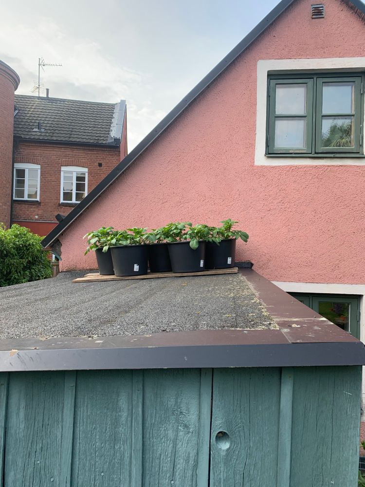 5 murarhinkar med potatisblast sticker upp. Står på taket till cykelförrådet framför en rosa spritputsad vägg. 
