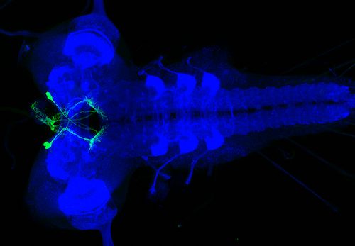 Neurons in L3 CNS 