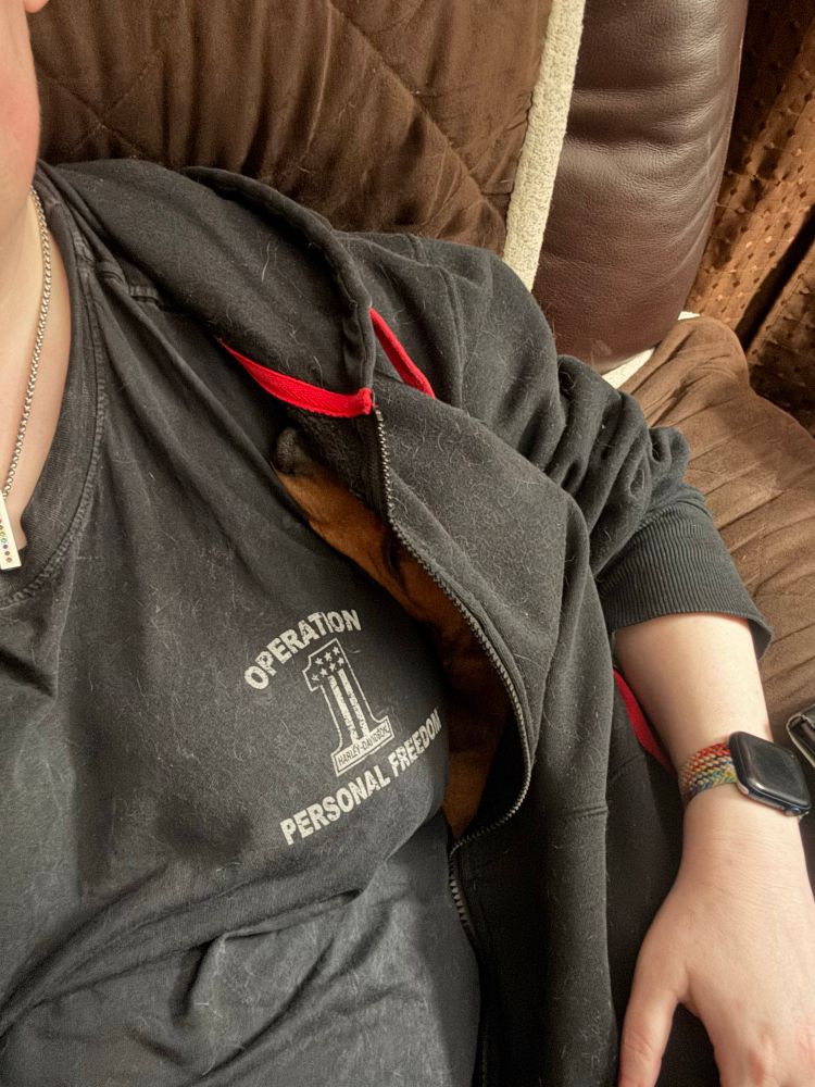 a selfie-angle photo of my mini dachshund Rosie. She moved to lay more flush against my side inside my hoodie with her head on my boob next to my armpit.