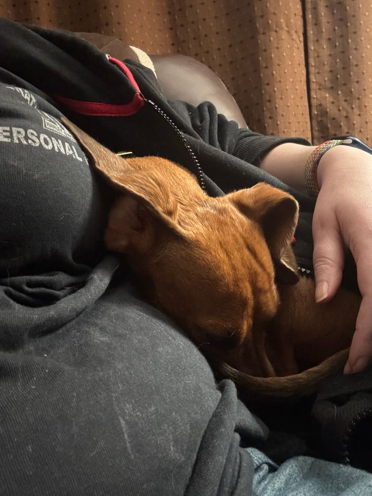 a selfie focused on my mini dachshund, Rosie. She has wedged herself between my side and the arm of my recliner chair, inside my unzipped hoodie.