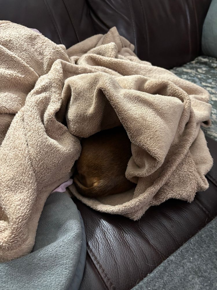 a photo of my miniature dachshund rosie's butt sticking out from under the blanket she's burrowed under on the couch