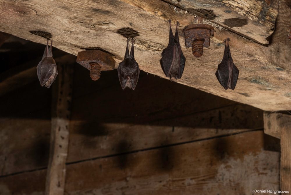 Bats hanging upside down.