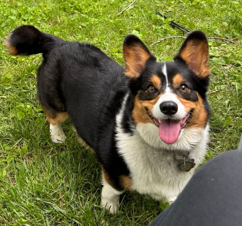 Tri color corgi pants happily at the camera 